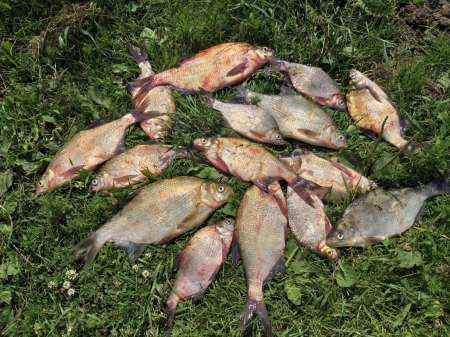 На подлещика в июле... Ловят бутерброды.