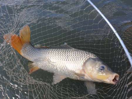 На реку с лодкой за лещом и сазаном