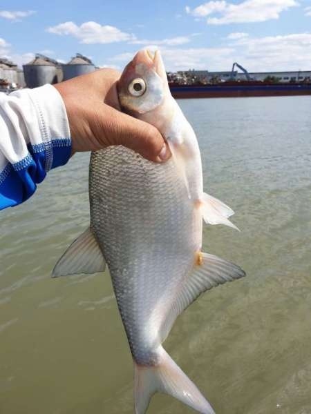 На реку с лодкой за лещом и сазаном