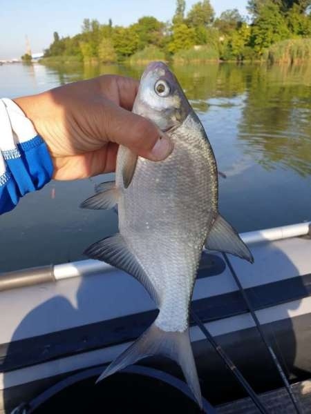 На реку с лодкой за лещом и сазаном