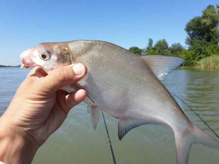 На реку с лодкой за лещом и сазаном