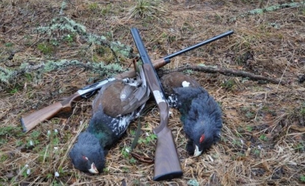 Охота на глухаря в лиственницах