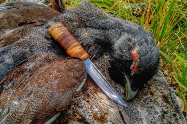 Охота на глухаря в лиственницах