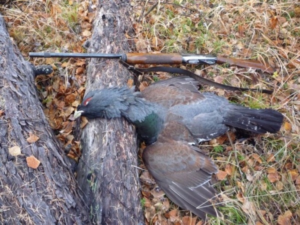 Охота на глухаря в лиственницах