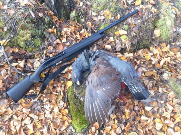 Охота на глухаря в лиственницах