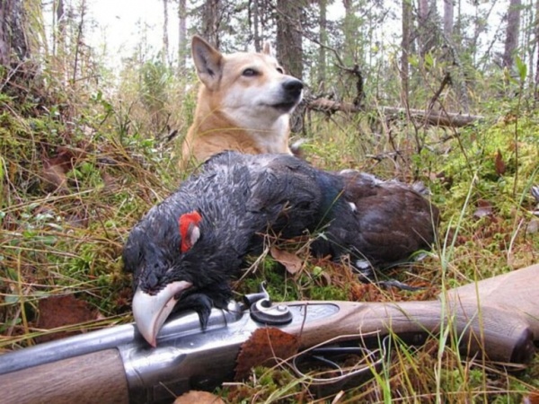 Охота на глухаря в лиственницах