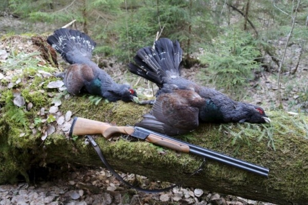 Охота на глухаря в лиственницах