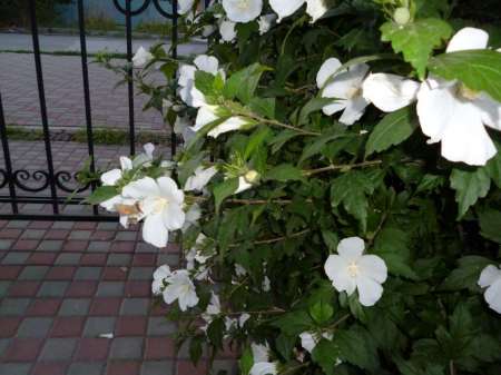 Отдых с маховой удочкой