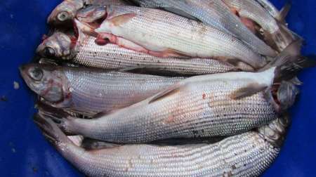 Открытие сезона 2020 на Енисее