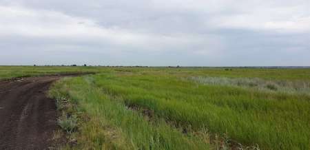 По заросшим местам