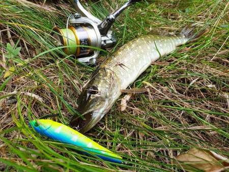 По заросшим местам