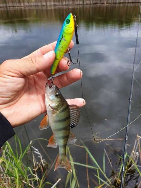 По заросшим местам