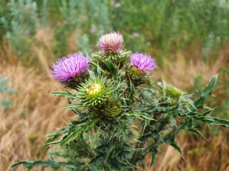 По заросшим местам