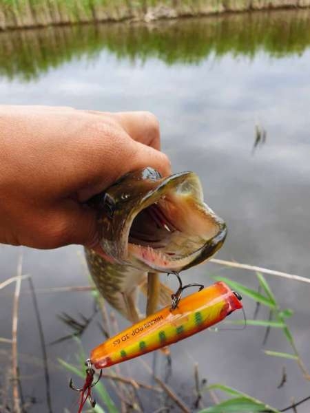 По заросшим местам