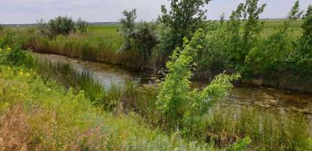 По заросшим местам