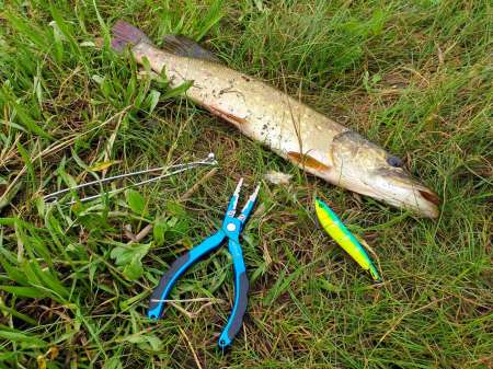 По заросшим местам