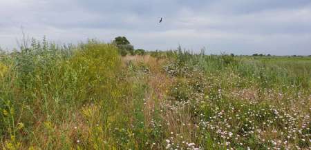 По заросшим местам