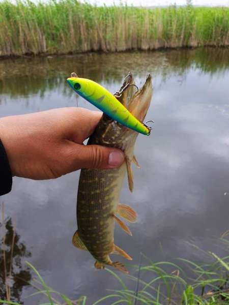 По заросшим местам