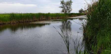 По заросшим местам