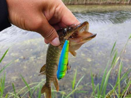 По заросшим местам