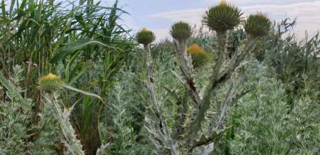 По заросшим местам