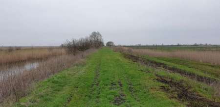 По заросшим местам