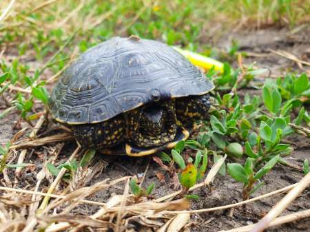 По заросшим местам