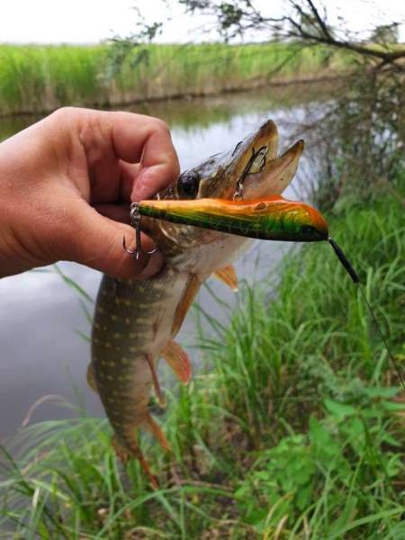 По заросшим местам