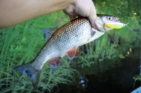 Рыбалка на реке в Новгородской области