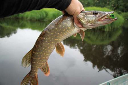Рыбалка на реке в Новгородской области