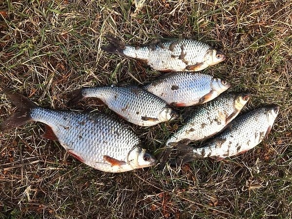 С мормышкой по заливным лужайкам С мормышкой по заливным лужайкам
