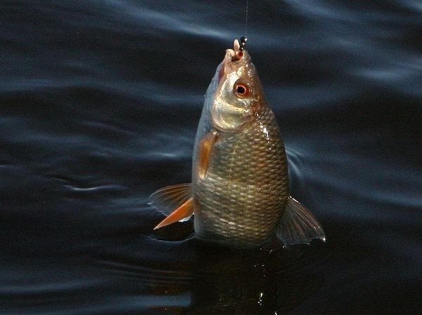 С мормышкой по заливным лужайкам С мормышкой по заливным лужайкам
