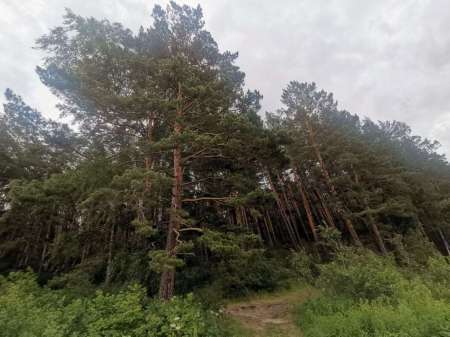 Щука сибирских лиманов