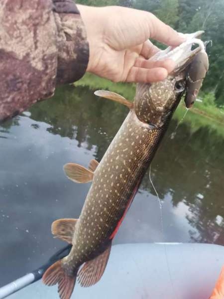 Щука сибирских лиманов