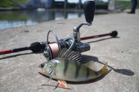 Сом, судаки и окуни. Микроджиг в городе.