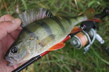 Сом, судаки и окуни. Микроджиг в городе.
