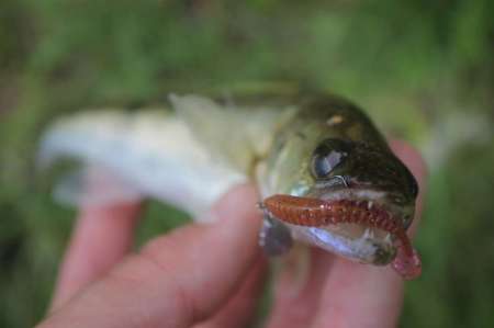 Сом, судаки и окуни. Микроджиг в городе.