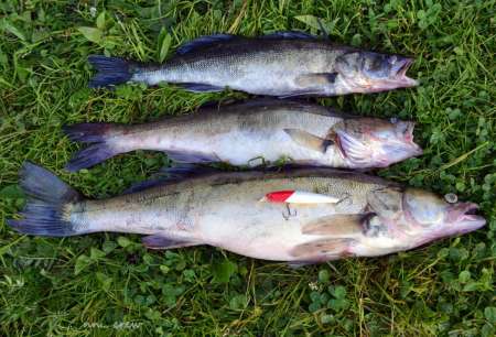 Судачили о судаках