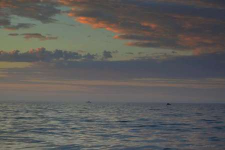 Судачили о судаках