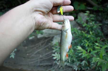 Трудовая рыбалка на горной реке