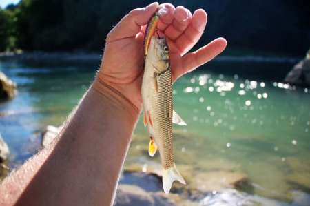 Трудовая рыбалка на горной реке