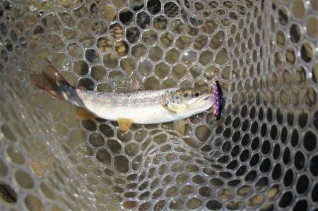 Трудовая рыбалка на горной реке