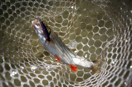 Трудовая рыбалка на горной реке