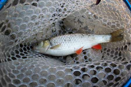 Трудовая рыбалка на горной реке