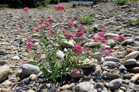 Трудовая рыбалка на горной реке