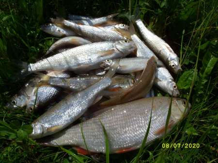 Утренняя рыбалка перед работой