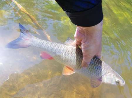 В поиске голавля на малой реке