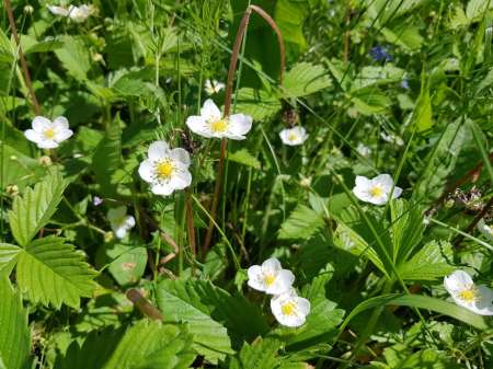 В поиске голавля на малой реке