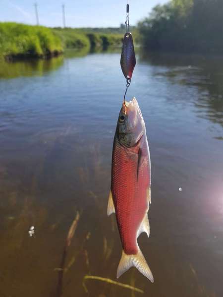 В поиске голавля на малой реке