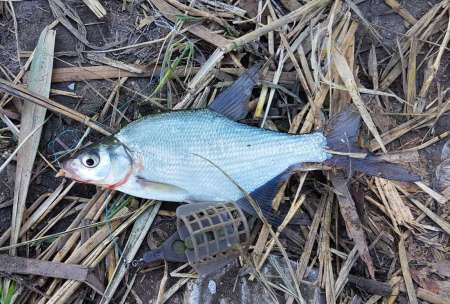 За лещом. В гостях у родни!